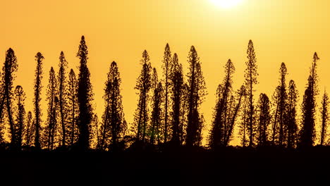 sun setting behind trees on horizon, beautiful sunset time lapse landscape