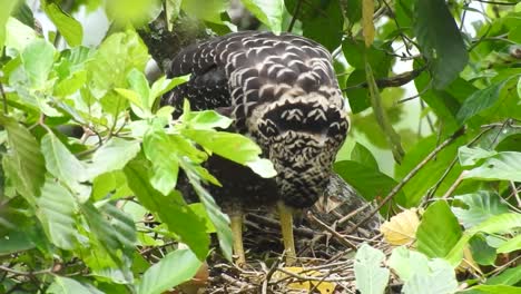 el águila serpiente de cresta está buscando restos de comida en su nido