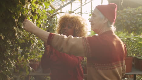 diverse coworkers pruning plant in flower greenhouse