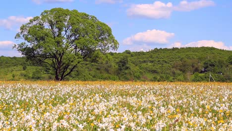 Campo-De-Narcisos-En-Un-Claro-Día-De-Primavera.-Narcisos-Creciendo-En-El-Campo