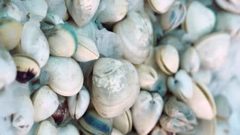 Fresh Clams on Ice
