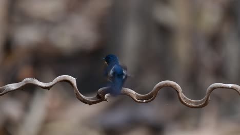 the indochinese blue-flycatcher is a found in lowland forests of thailand, known for its blue feathers and orange to white breast