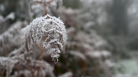 The-fog-within-Barnes-on-the-plants,-London,-United-Kingdom