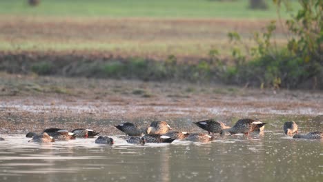 flock of indian spot billed ducks feeding in pond