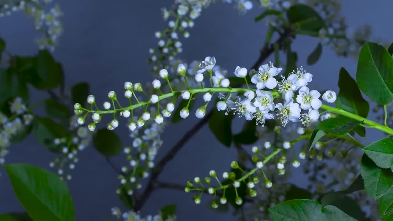 Video features a tree or a plant branch that has blossoms and flowers on it that are opening in timelapse. Blossoms are white and yellow and are surrounded by green leaves. Blue background 4K.