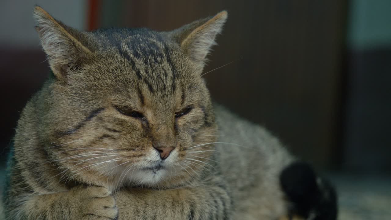 아늑한 카펫 위에 누워있는 게으른 고양이의 영상으로 순수한 휴식의 순간을 느껴보세요