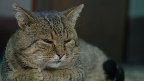 Momento-De-Pura-Relajación-Con-Este-Video-De-Un-Gato-Perezoso-Descansando-En-Una-Alfombra-Acogedora