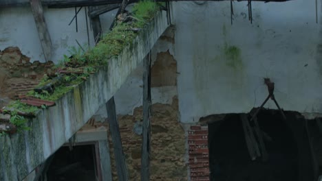 some plants growing by a ruin of a building