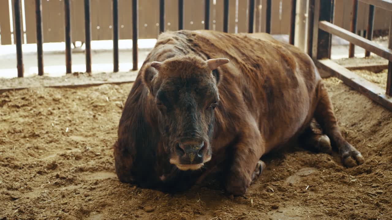 Grande toro Hanwoo striato siede su terreno sabbioso all'interno di un recinto alla Fattoria di Anseong, guardando direttamente la telecamera.