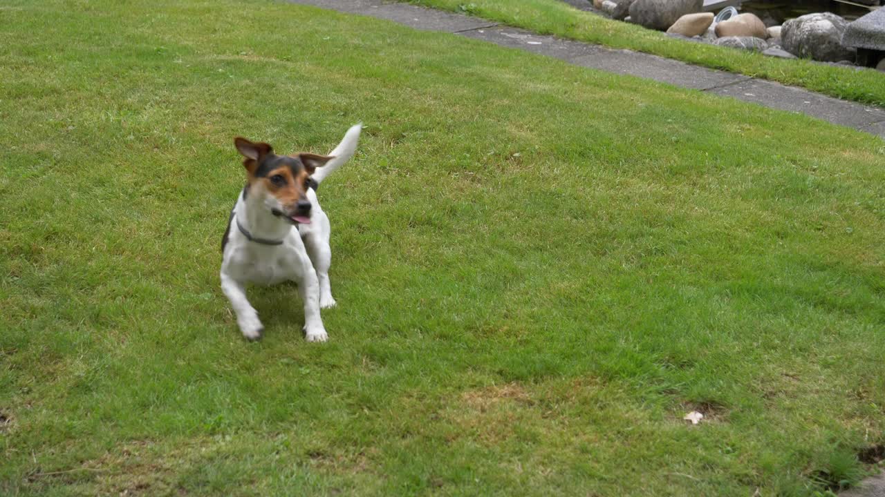 야생 잭 러셀 개를 닫고 정원에서 빨간 공을 잡고 다시 가져옵니다.