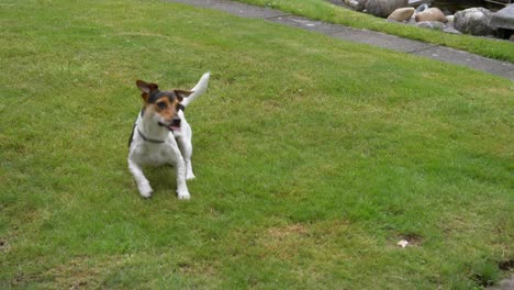 Close-up-of-wild-jack-russel-dog-running-and-catching-red-ball-in-garden-and-bringing-back