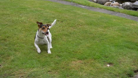 close up of wild jack russel dog running and catching red ball in garden and bringing back