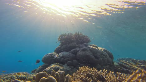 una formación de coral vibrante con la luz del sol que desciende desde la superficie