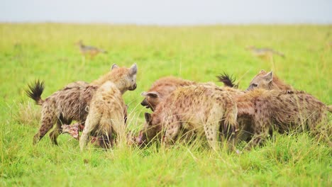 Slow-Motion-Shot-of-Cackle-of-Hyenas-feeding-on-a-scavenged-kill,-eating-remains-of-animal-in-the-Maasai-Mara-National-Reserve,-Kenya,-Africa-Safari-Masai-Mara-North-Conservancy