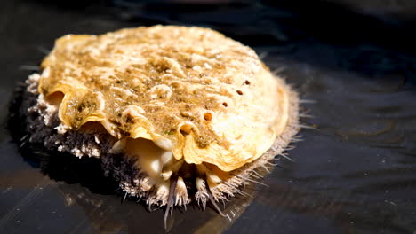 Close-up-face-to-face-view-of-South-African-abalone