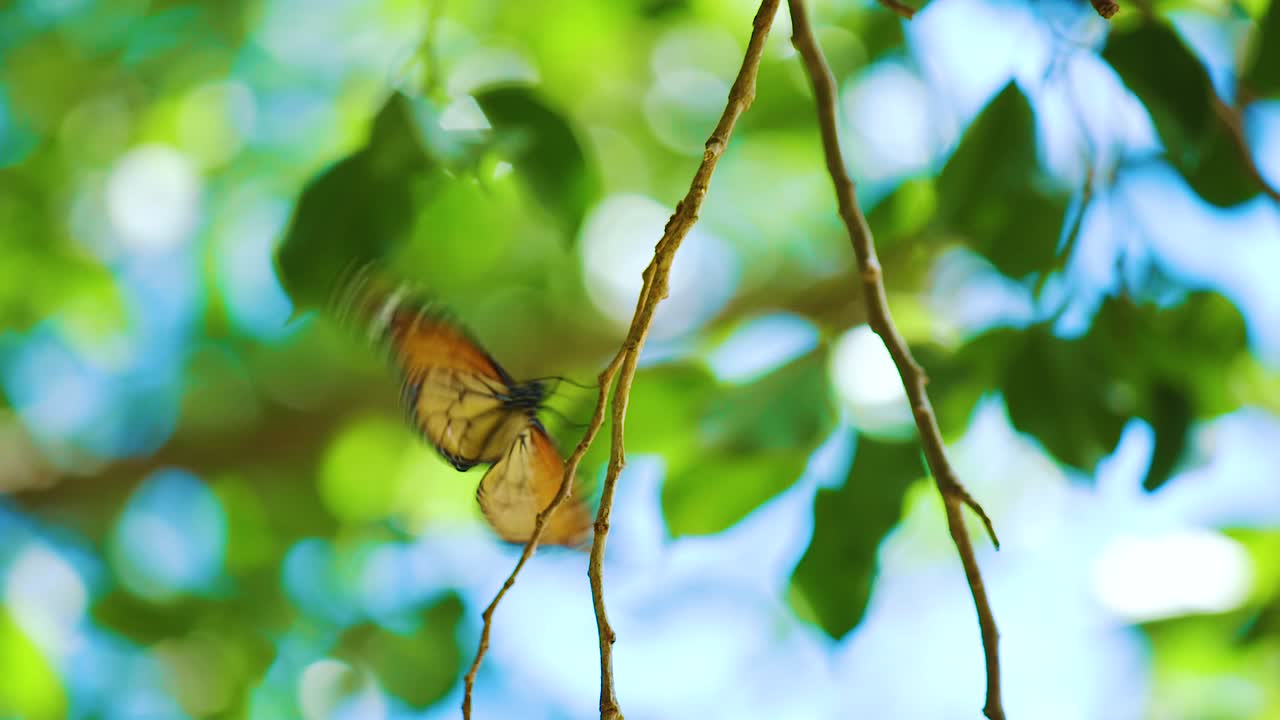 una hermosa mariposa monarca amarilla y de alas negras batiendo sus alas y aterrizando en una ramita de un árbol - cámara lenta