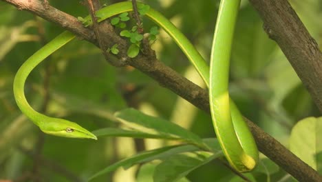 long-nosed whipsnake in tree - waiting for pry