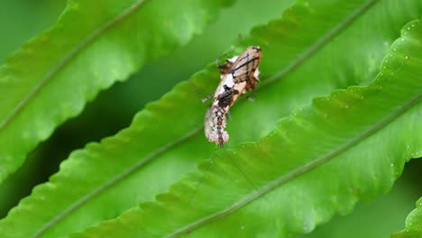 ceratomantis saussurii, mantis, seen on top of fern leaves looking up towards the camera while shaking its forelegs