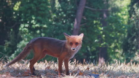 fox wandering at parnitha mountain, greece