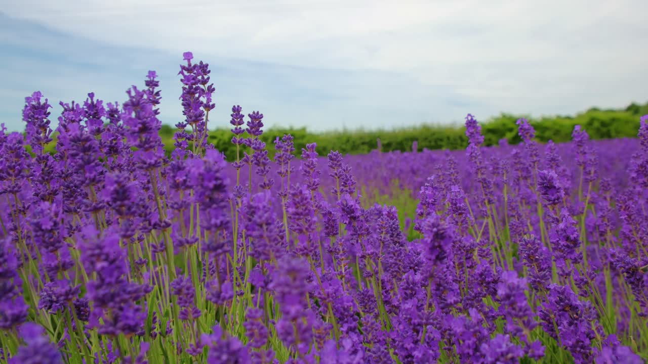 cerca de la muñeca cinematográfica a través de las flores de lavanda púrpura en plena floración
