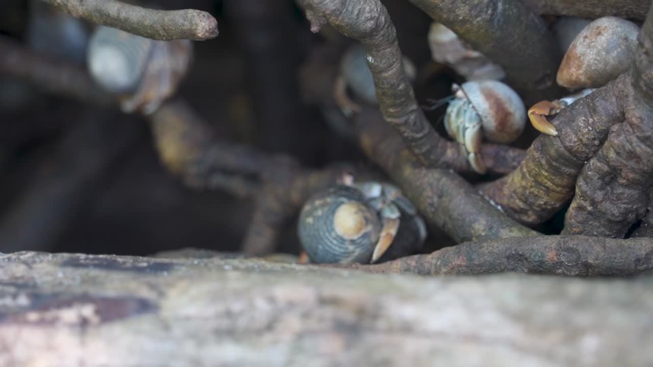 cangrejos ermitaños en rutas de árboles subiendo a las ramas
