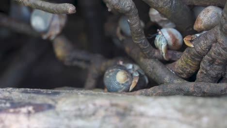 cangrejos ermitaños en rutas de árboles subiendo a las ramas