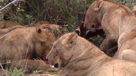 lions viciously competing for food as the pride feasts on a carcass