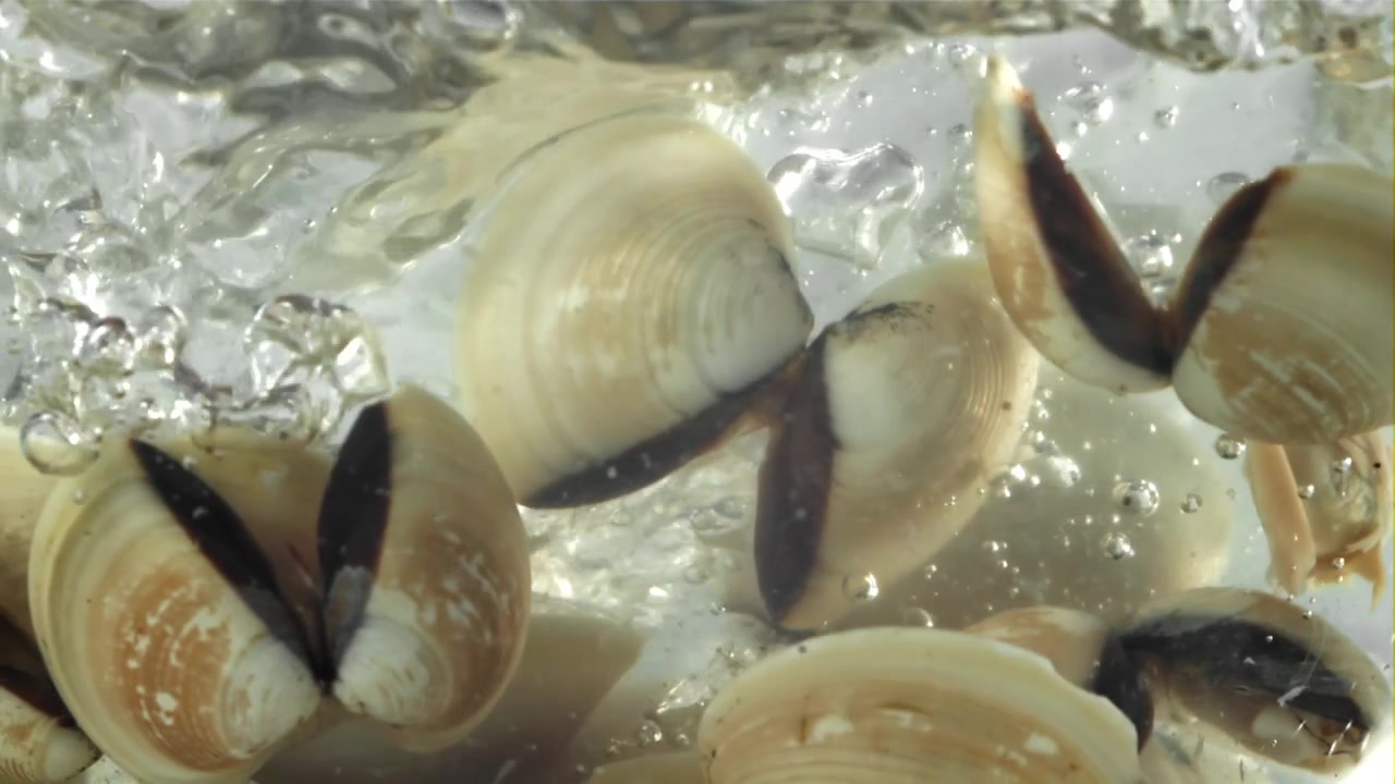 Close-up of Clams Boiling in Water and Opening
