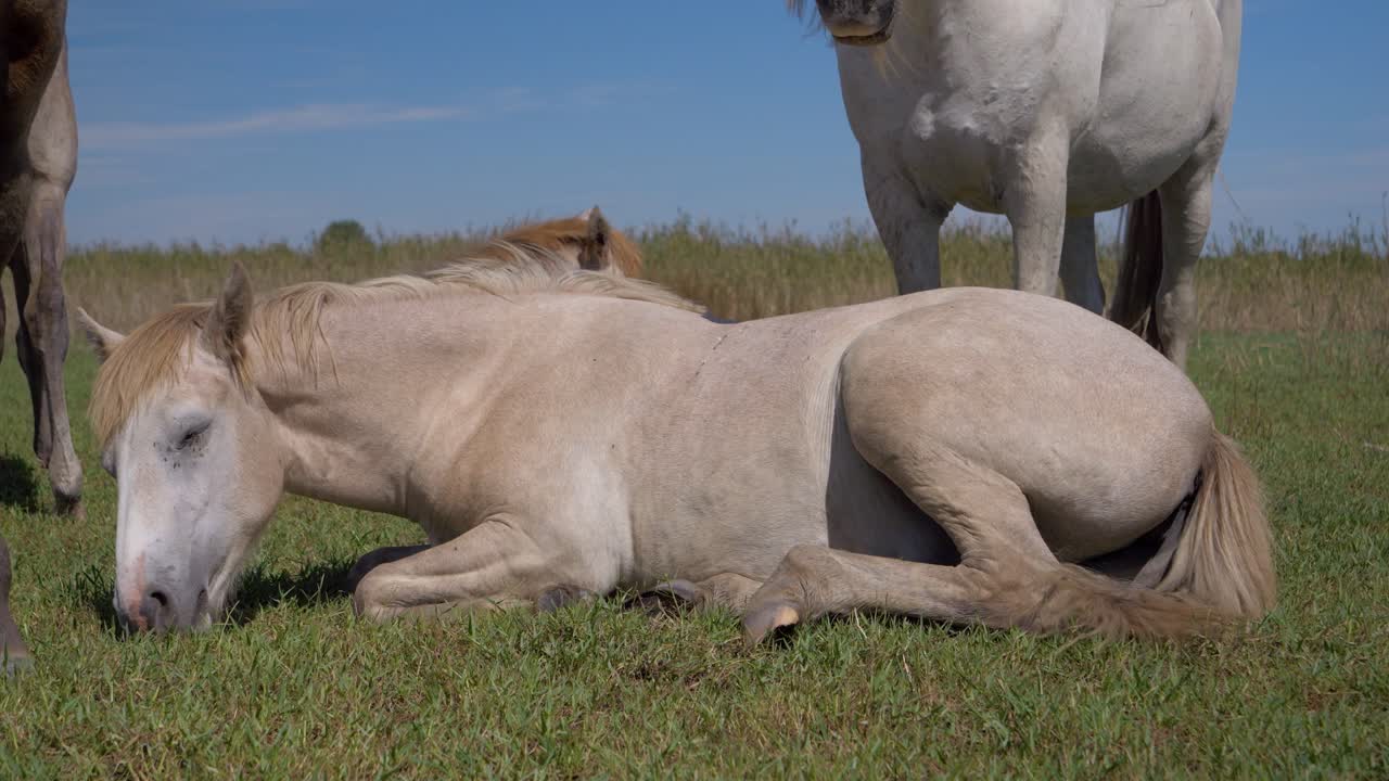 caballo blanco cansado y descansando un poco sobre la suave hierba verde en camargue, francia