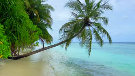dolly shot of a palm tree leaning against the turquoise sea of tropical paradise beach