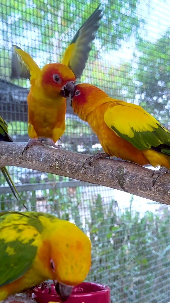 Colorful parrots interacting on a perch