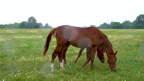 Small-herd-of-Aghal-Teke-horses-grazing-in-field,-Bugacpuszta,-Hungary