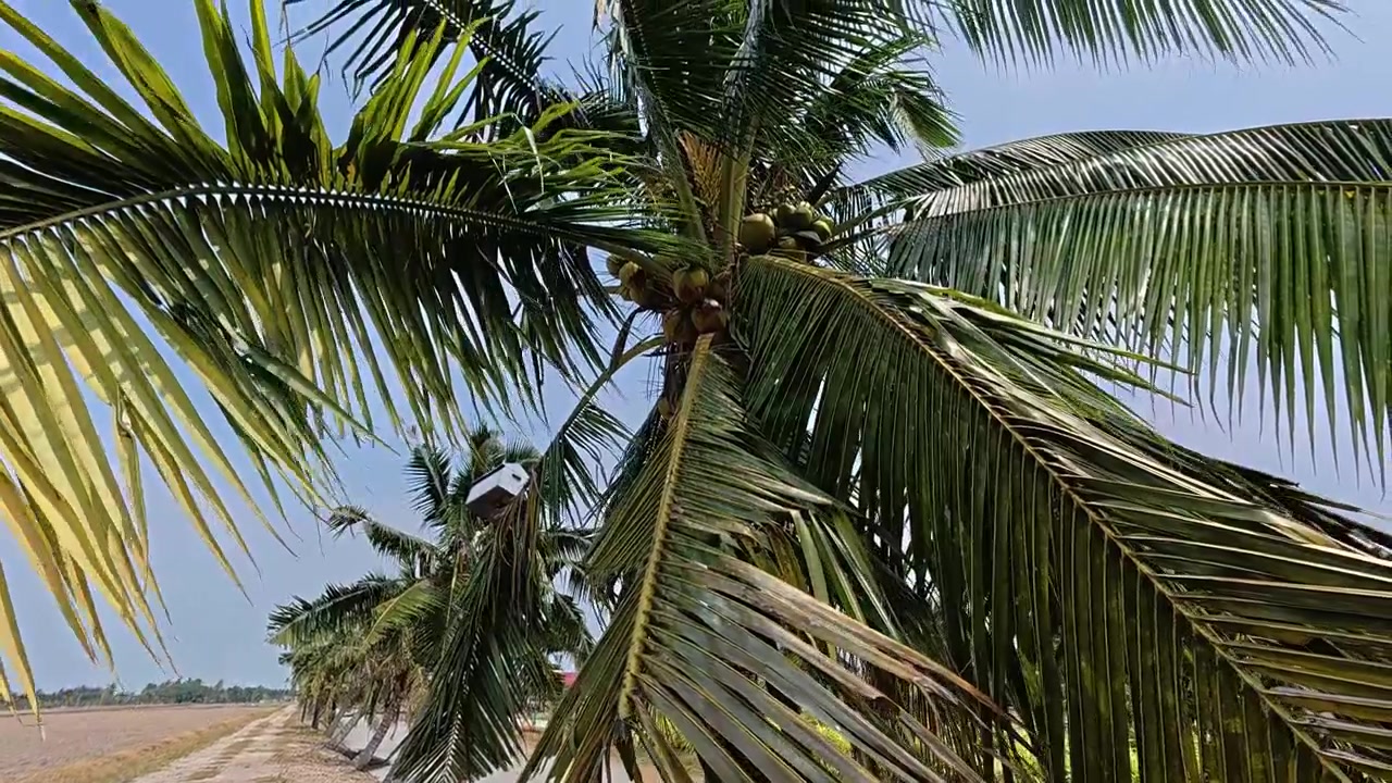 A coconut tree grows along an irrigation canal in a scenic paddy field. It is heavily loaded with fresh green coconuts. The tranquil landscape showcases a beautiful rural agricultural scene.