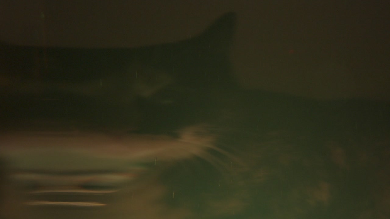 Stylistic shot of a cat through water