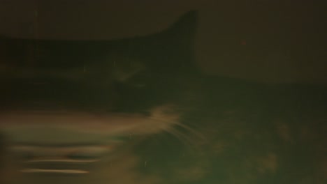 stylistic shot of a cat through water