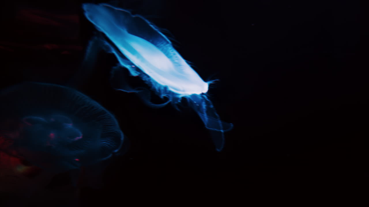 Close up of Moon jelly swimming in the pitch black water