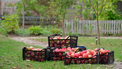 harvesting apples in the countryside. man puts drawers with fresh fruits making a heap. organic apples in plastic boxes in the garden.
