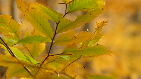 hoja de otoño que se vuelve amarilla con un poco de verde a la izquierda