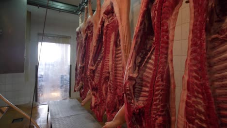 inside a pork processing plant: hanging pig carcasses