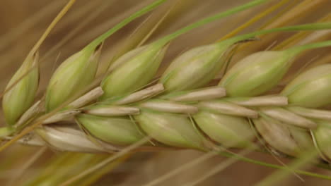 extreme close-up of ears of wheat