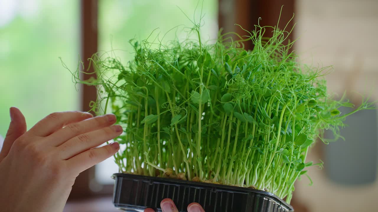 Hand holding a container of fresh pea shoots
