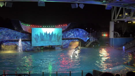 two killer whales perform a simultaneous high flying front flip at a night show at seaworld in orlando