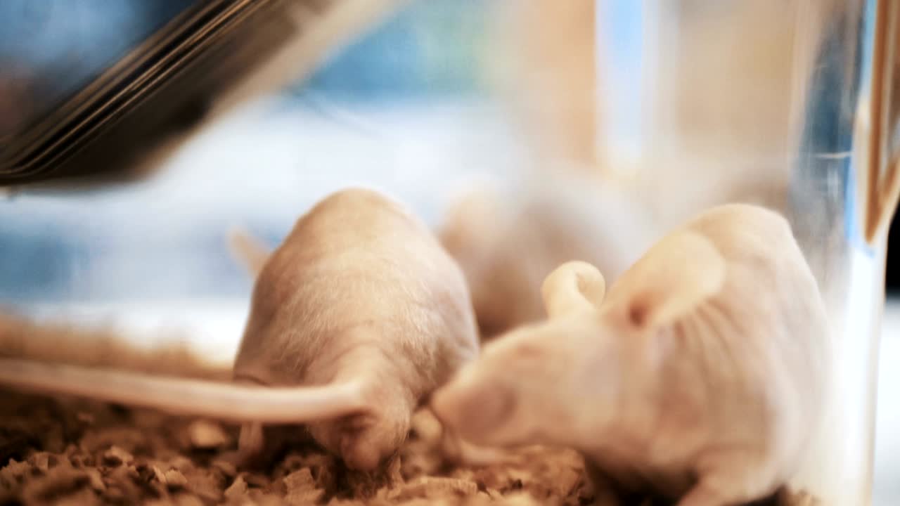 アクアリウムの白いネズミの群れ - 医療実験の実験室のネズミと組織のサンプルを見る - 彼女は軽い実験室で働いています