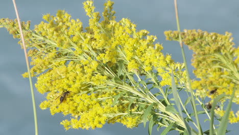 primer plano macro: las avispas recogen el néctar de las soleadas flores amarillas brillantes