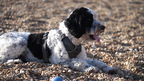 Slow-motion-shot-of-an-adorable-labradoodle-dog-lay-down-panting-on-a-shingle-beach-in-the-UK