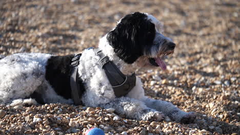 disparo a cámara lenta de un adorable perro labradoodle tumbado jadeando en una playa de guijarros en el reino unido