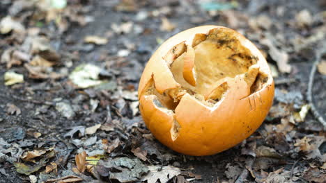 calabaza en descomposición en el bosque