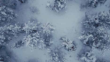 topdown snow-laden trees in winter forest. aerial shot