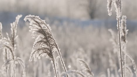 frozen grass in winter landscape