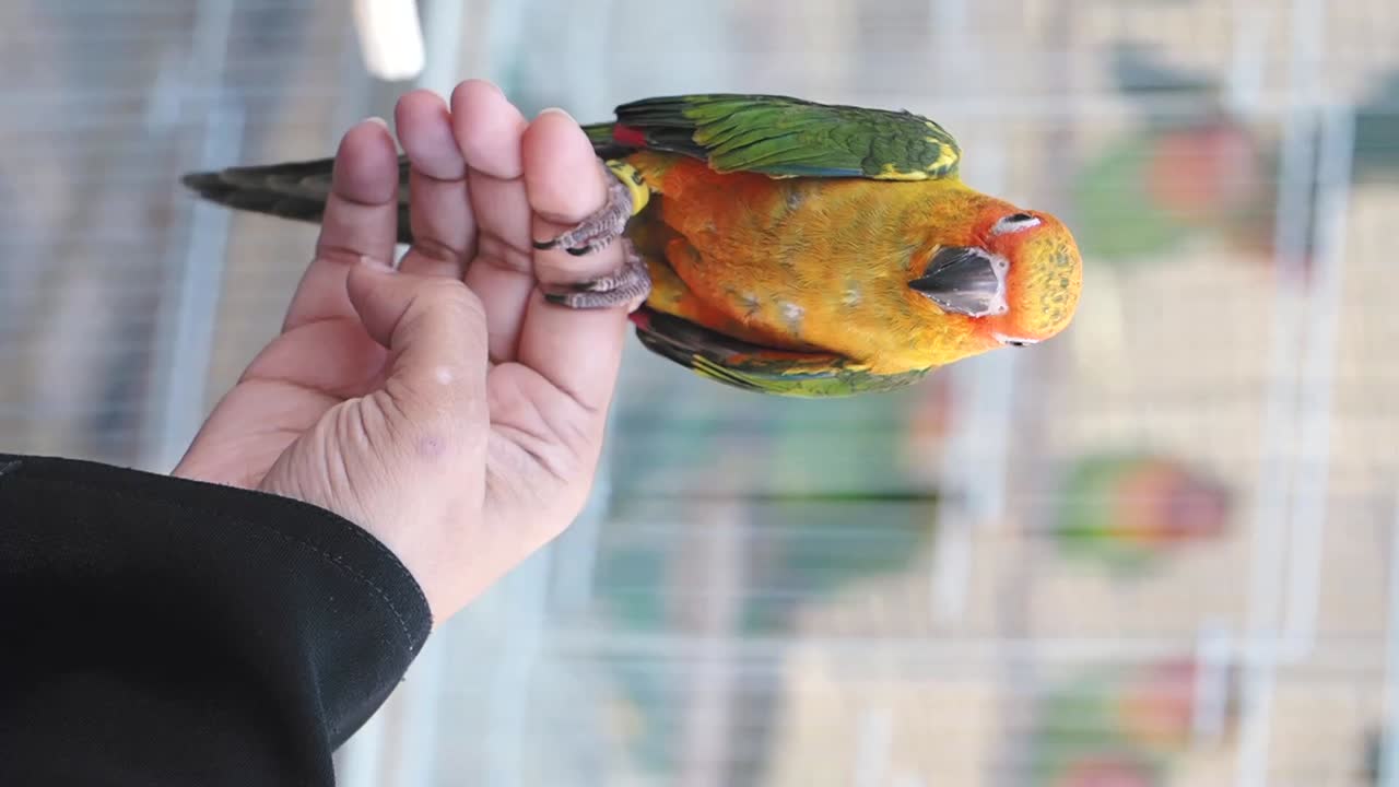 A person holding a colorful parrot